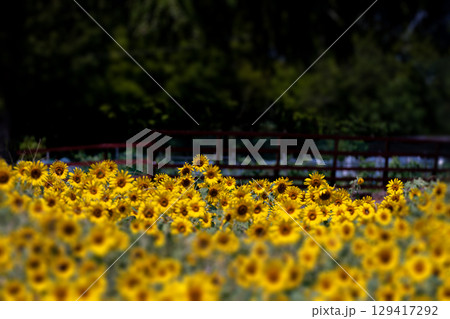 満開のヒマワリと黒い背景 129417292