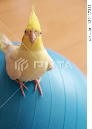 放鳥中のオカメインコ 放鳥中のオカメインコ 129417331