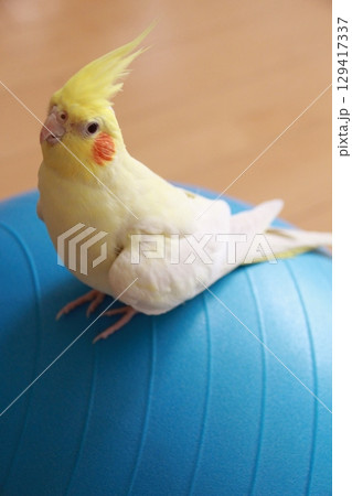 放鳥中のオカメインコ 放鳥中のオカメインコ 129417337
