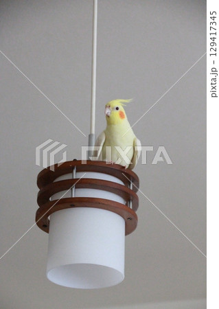 放鳥中のオカメインコ 放鳥中のオカメインコ 129417345