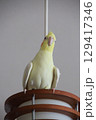 放鳥中のオカメインコ 129417346