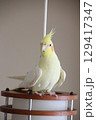 放鳥中のオカメインコ 129417347