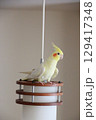 放鳥中のオカメインコ 129417348