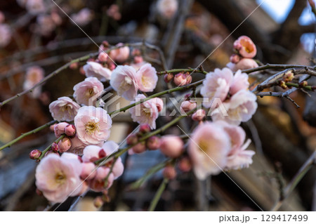 咲き始めた梅の花 咲き始めた梅の花 129417499