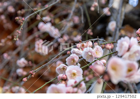 春を告げる梅の花 129417502
