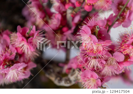 早春に咲く、紅梅の花 早春に咲く、紅梅の花 129417504