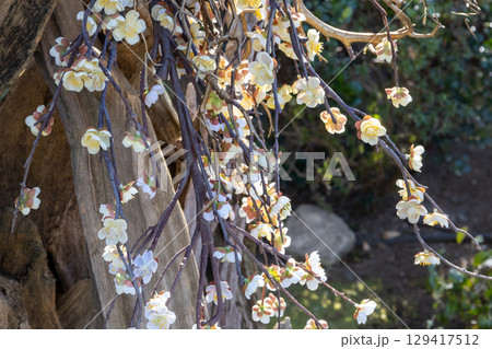 可憐な白い梅の花 可憐な白い梅の花 129417512