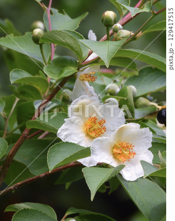 智積院　夏椿（沙羅双樹） 129417515