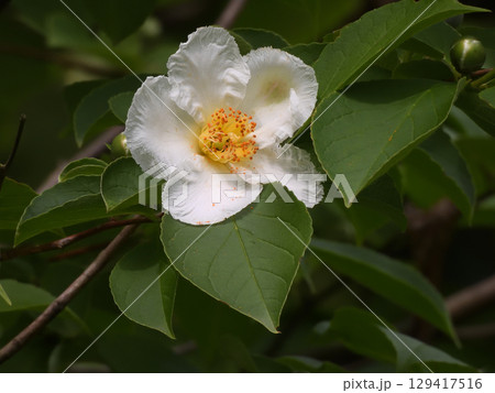 智積院　夏椿（沙羅双樹） 129417516