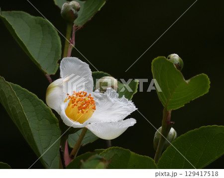 智積院　夏椿（沙羅双樹） 129417518