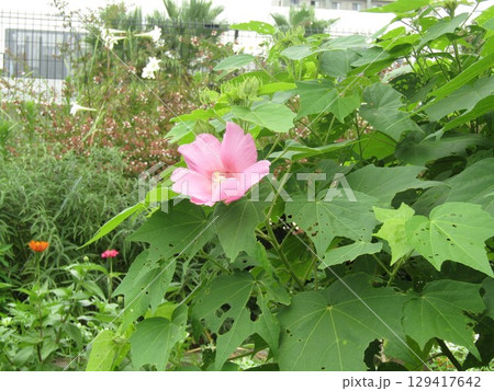 アメリカフヨウの桃色の花 アメリカフヨウの桃色の花 129417642