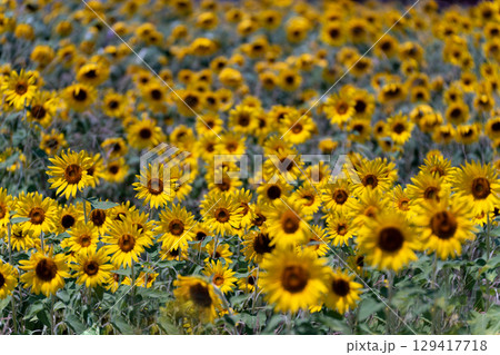 ヒマワリ畑にそそぐ夏の光 129417718