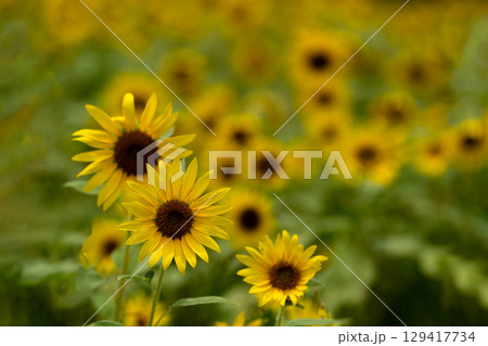 ヒマワリ畑にそそぐ夏の光 ヒマワリ畑にそそぐ夏の光 129417734