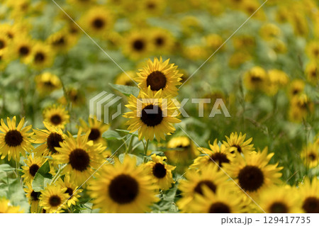 ヒマワリ畑にそそぐ夏の光 129417735