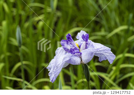 菖蒲 129417752