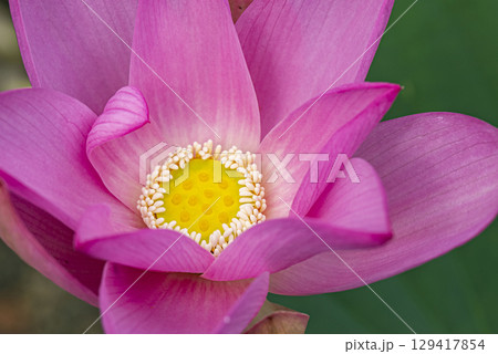 蓮の花 129417854