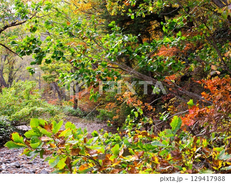 紅葉した蔦の葉 129417988