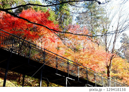 紅葉に包まれた散策路　【相模原市津久井　12月】 129418138