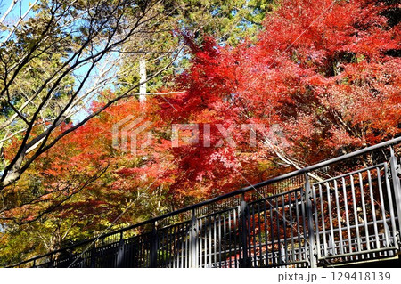 散策路　紅葉に染まる　【相模原市津久井　12月】 129418139