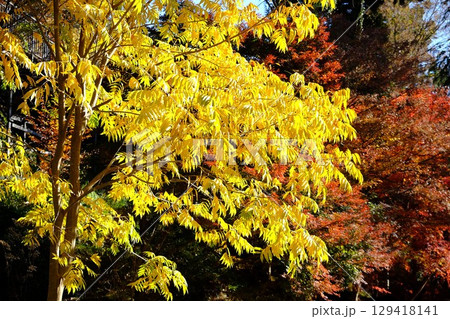 陽を浴びるムクロジ黄葉 【相模原市津久井 12月】 陽を浴びるムクロジ黄葉 【相模原市津久井 12月】 129418141