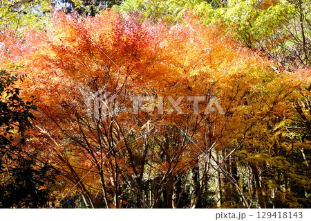 初冬のもみじ黄葉　【相模原市津久井　12月】 129418143