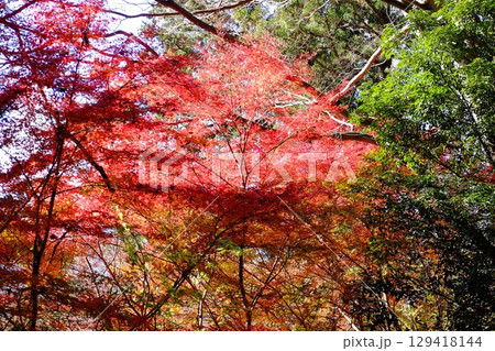 もみじ紅葉 【相模原市津久井 12月】 もみじ紅葉 【相模原市津久井 12月】 129418144
