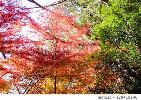 紅葉のもみじ　【相模原市津久井　12月】 129418146