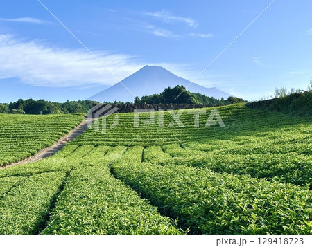 夏の茶畑と富士山 129418723