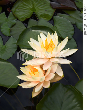 草津市立水生植物公園みずの森　スイレン 129418852