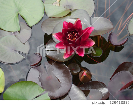 草津市立水生植物公園みずの森 スイレン 草津市立水生植物公園みずの森 スイレン 129418853