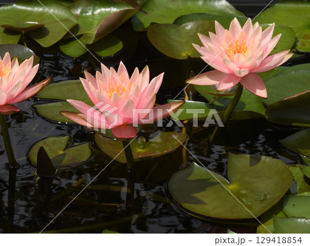 草津市立水生植物公園みずの森　スイレン 129418854