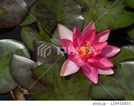 草津市立水生植物公園みずの森　スイレン 129418855