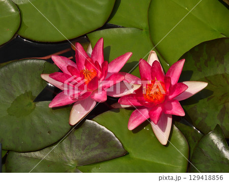 草津市立水生植物公園みずの森　スイレン 129418856