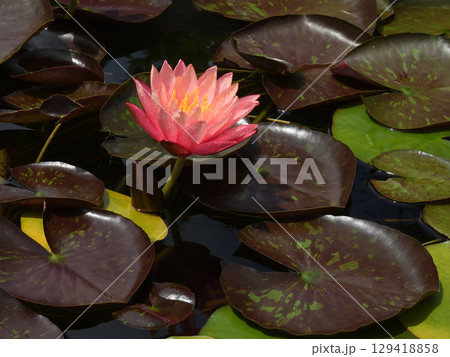 草津市立水生植物公園みずの森　スイレン 129418858
