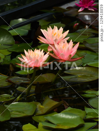 草津市立水生植物公園みずの森　スイレン 129418859