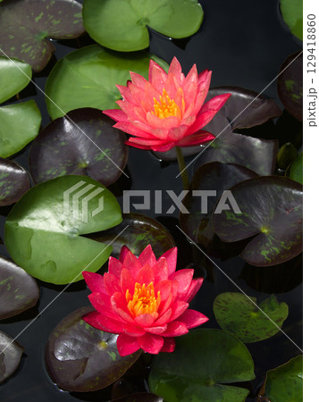 草津市立水生植物公園みずの森　スイレン 129418860