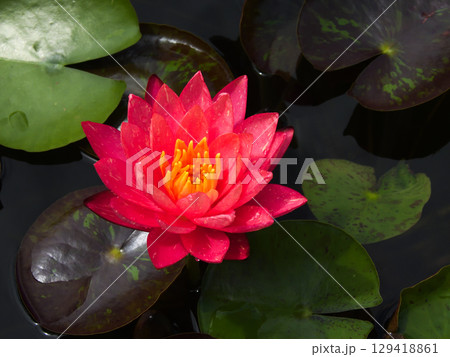 草津市立水生植物公園みずの森　スイレン 129418861