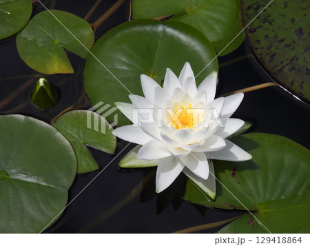 草津市立水生植物公園みずの森　スイレン 129418864