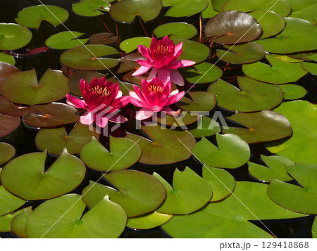 草津市立水生植物公園みずの森　スイレン 129418868