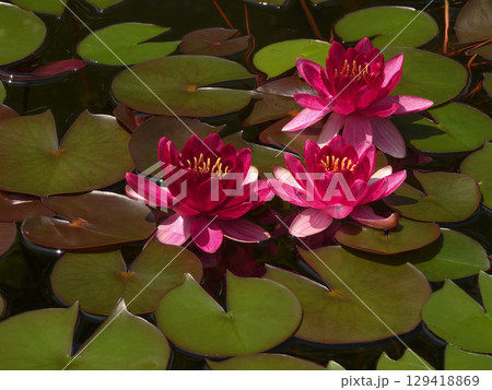 草津市立水生植物公園みずの森　スイレン 129418869