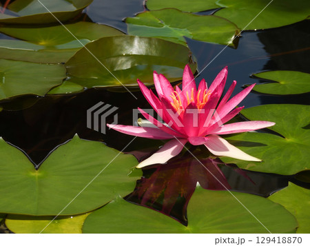 草津市立水生植物公園みずの森　スイレン 129418870