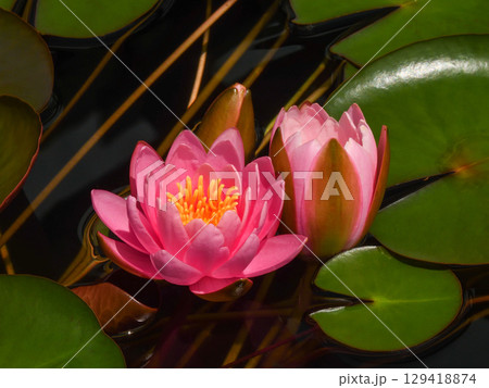 草津市立水生植物公園みずの森　スイレン 129418874