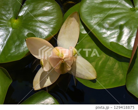 草津市立水生植物公園みずの森　スイレン 129418875