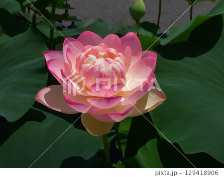 草津市立水生植物公園みずの森　ハスの花 129418906