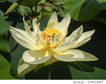 草津市立水生植物公園みずの森　ハスの花 129418907