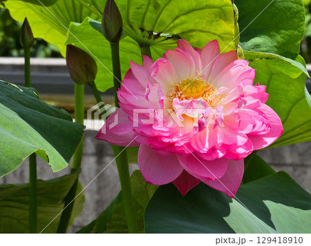 草津市立水生植物公園みずの森 ハスの花 草津市立水生植物公園みずの森 ハスの花 129418910