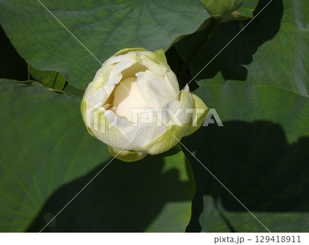 草津市立水生植物公園みずの森　ハスの花 129418911