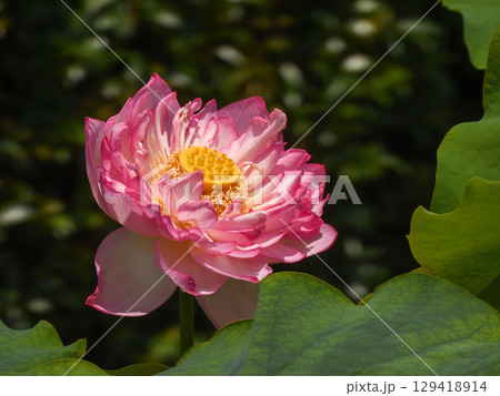 草津市立水生植物公園みずの森 ハスの花 草津市立水生植物公園みずの森 ハスの花 129418914
