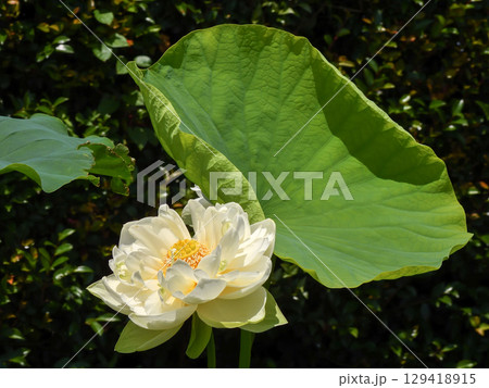 草津市立水生植物公園みずの森　ハスの花 129418915