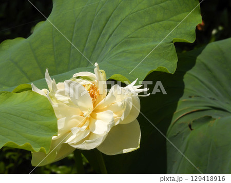 草津市立水生植物公園みずの森　ハスの花 129418916